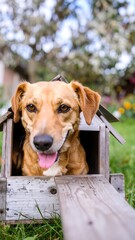 Dog in a rustic wooden doghouse