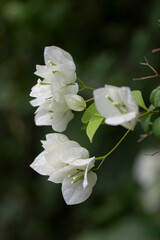  A close-up photo of a  vibrant white bougainvillea flowers with green leaves and a blurred background in Thiruvallur, Tamilnadu, India.