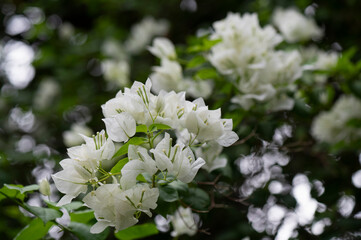  A close-up photo of a  vibrant white bougainvillea flowers with green leaves and a blurred background in Thiruvallur, Tamilnadu, India.