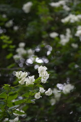  A close-up photo of a  vibrant white bougainvillea flowers with green leaves and a blurred background in Thiruvallur, Tamilnadu, India.