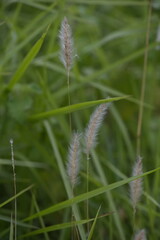 wild flowers in the grass, white fountain grass with grass nature background, green environment. 