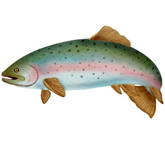 rainbow trout watercolor clip art