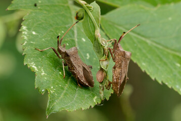 Dock bugs, Coreus marginatus sitting on a leaf, close up, After rain	