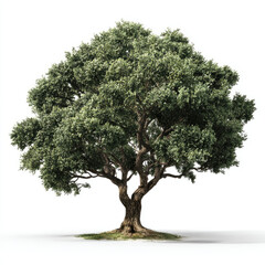 Obraz premium Large green tree with thick trunk and lush foliage on white