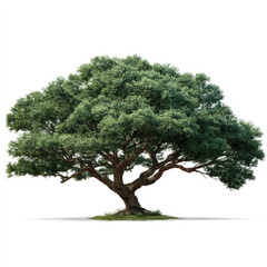 Obraz premium Large green tree with wide branches and lush leaves