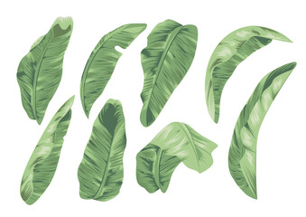 Tropical Banana Leaf Illustration Collection Exotic Green Foliage Set