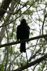 Männchen der Amsel