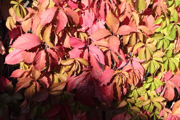 decorative grapes, bright autumn leaves, natural autumn nature background