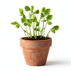 Obraz premium Green pea seedlings growing in terracotta pot with fresh soil