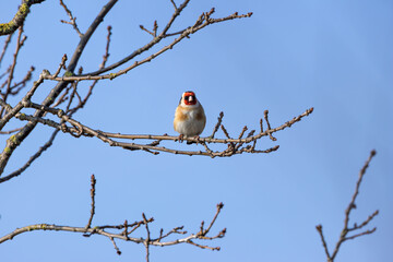 European Goldfinch (Carduelis carduelis) in Dublin (Ireland)