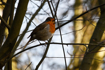 Singendes Rotkehlchen im Fr&uuml;hling