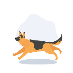 german shepherd running dog. animal breed used as working police and protection dog