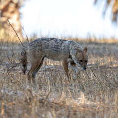 black backed jackal