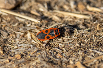 ladybird on a leaf