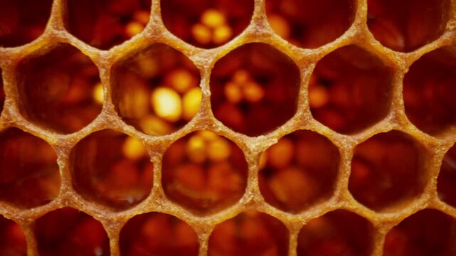 Honeycombs extreme macro footage inside bees hive. Organic apiary. Yellow wax cells with honey and pollen. Honey in combs.
