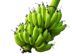 Bunch of Green Bananas on a Banana Tree fruit plant isolated on a transparent backgro