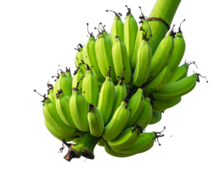 Bunch of Green Bananas on a Banana Tree fruit plant isolated on a transparent backgro