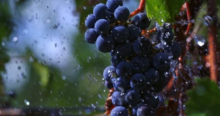 Slow Motion Close-Up of  Ripe Blue Grapes On The Vine Soaked By Rain Drops Falling In A Vineyard During Harvest Season at 1000 fps. - Powered by Adobe