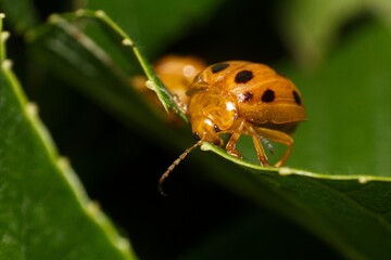 A detailed macro photograph captures a vibrant orange Hadda beetle with black spots meticulously crawling on a fresh green leaf