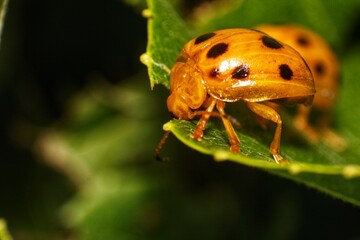 Detailed macro close-up of a vibrant orange ladybug with black spots resting on the edge of a lush green leaf in a natural setting