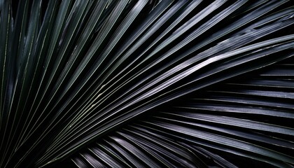 Obraz premium Black Palm Leaves Create Striking Contrast Against Dark Background Evoking Sense Of Elegance And Tranquility Arrangement Highlights Intricate Textures And Shapes Of Foliage