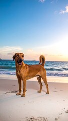 Dog on a beach at sunrise