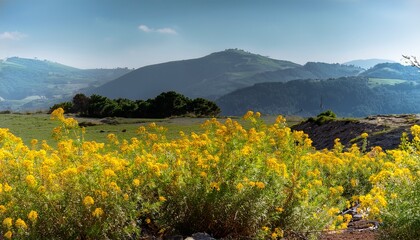 Argentina Anserina Synonym Potentilla Anserina Is A Perennial Flowering Plant Also Known As Silverweed Common Silverweed Or Silver Cinquefoil