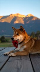 Dog on a deck with mountains in the background at sunset