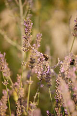 bee on lavender