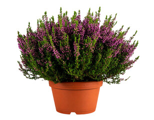Potted Purple Heather Plant Isolated on Transparent Background PNG