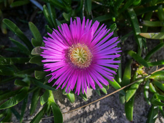 A pink Hottentots fig, ice plant or sour fig flower is a large, daisy-like blossom from the Carpobrotus edulis succulent, with yellow anthers is  native to South Africa.