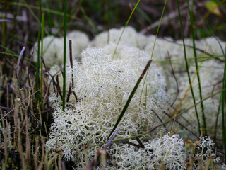 Side view and close up of white coloured reindeer lichen, genus Cladonia, growing between grass twigs