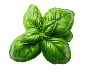 Fresh basil leaves for cooking and garnishing dishes