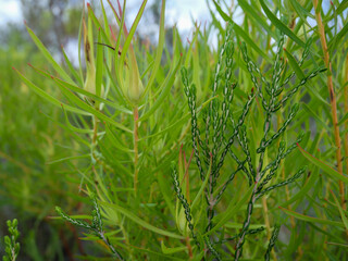 Green flower buds of golden conebush  -leucadendron laureolumgreen. Fynbos and protea plants located in Western Cape, South Africa
