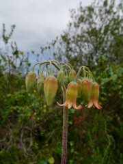The flower bud of the round-leaved navel wort - Cotyledon orbiculata- has red-orange or yellow flowers attracting pollinators like sunbirds. Vertical image. Background blurred or out of focus