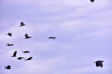 Wild crows flying together above tropical riverside forest landscape with tall green trees