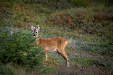 a young roe buck, a yearling, in the sunrise on a mountain meadow at a autumn morning