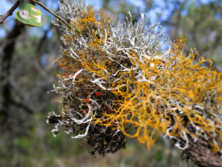 Close-up of golden-eye lichen grows on small branches and twigs in open, sunny coastal habitats.  Background blurred or out of focus