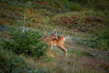 a young roe buck, a yearling, in the sunrise on a mountain meadow at a autumn morning