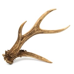Fototapeta premium A pair of deer antlers against a white background