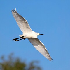 Obraz premium A white bird in flight against a clear blue sky