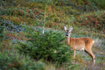 a young roe buck, a yearling, in the sunrise on a mountain meadow at a autumn morning