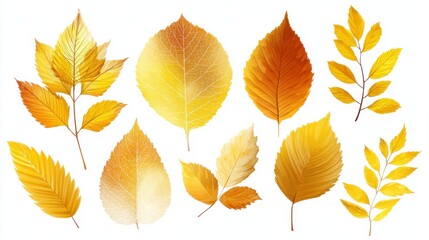 Fototapeta premium Various yellow leaves of different shapes and sizes are displayed, highlighting the beauty of autumn in a forest. The leaves reflect changing seasons, capturing the essence of fall.