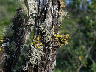Pseudocyphellaria aurata or specklebelly lichen growing on tree barks found in Western Cape, South Africa