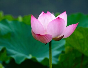 Close-up of a delicate pink lotus flower (3)