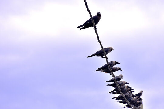 Group of black crows perched quietly on electric wires against bright summer daylight sky - Powered by Adobe