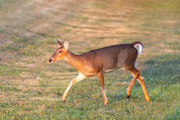young deer in the forest