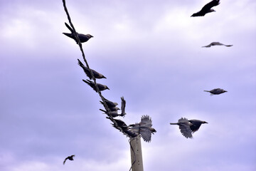 Obraz premium Group of black crows perched quietly on electric wires against bright summer daylight sky