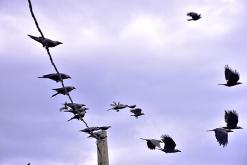 Group of black crows perched quietly on electric wires against bright summer daylight sky