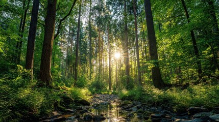 Obraz premium Sunlight streams through the dense canopy of tall trees in a lush forest, illuminating a serene stream surrounded by vibrant greenery. Natures beauty captivates the senses.